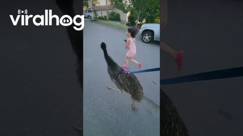 Baby Emu Brenda Exploring the Neighborhood || ViralHog