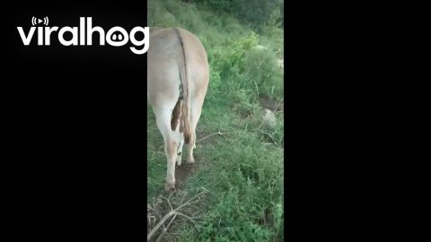 Baby Goat Nurses From Pregnant Donkey || ViralHog