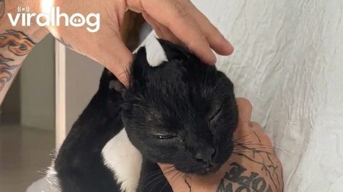 Cat Getting Good Scratches || ViralHog