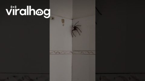 Woman And Spider Brush Hair Together || ViralHog