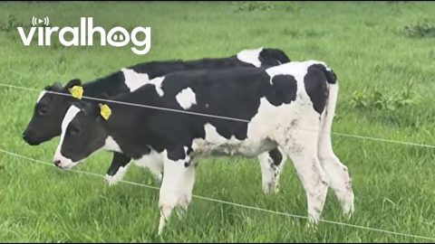 Two Factor Verification on the Farm || ViralHog