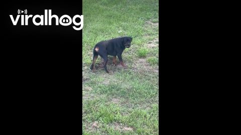 Banx Just Wants to Dig || ViralHog