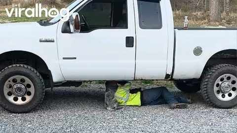 Velcro Pup Won't Let Dad Work on Truck || ViralHog
