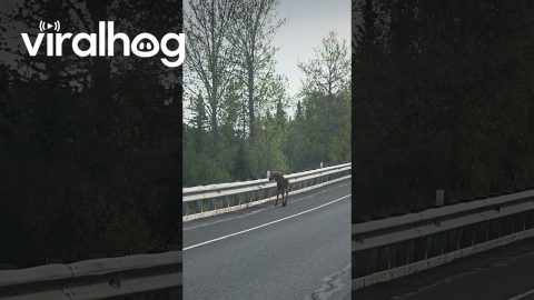 Moose Calf Tries To Get Over Highway Rail || ViralHog