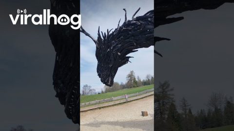 Driftwood Dragon Sculpture || ViralHog