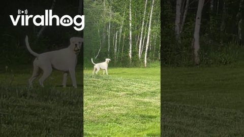 White Boxer Already Has the Ball || ViralHog