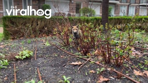 London Fox Digs Up Rat in the Garden || ViralHog