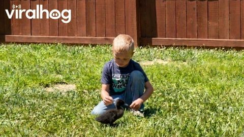 Son Protects Ducklings From Wrestling Dogs || ViralHog