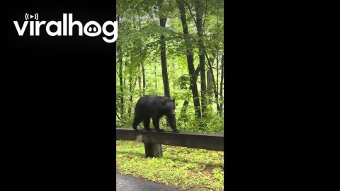 Momma Bear Walks on Guard Railing Beside Road || ViralHog