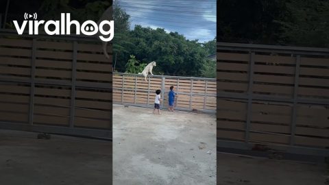 Watchful Dog Sits Comfortably On Fence || ViralHog