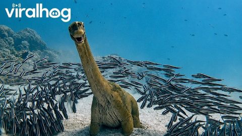 Catfish Feeding Ball Meets a Toy Dinosaur || ViralHog