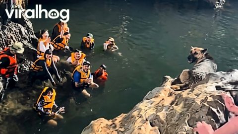 Tourists Cheer For Dog To Jump Into Water || ViralHog
