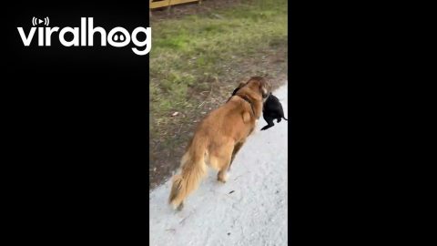 Dog Wants to Bring Wild Pig Home || ViralHog