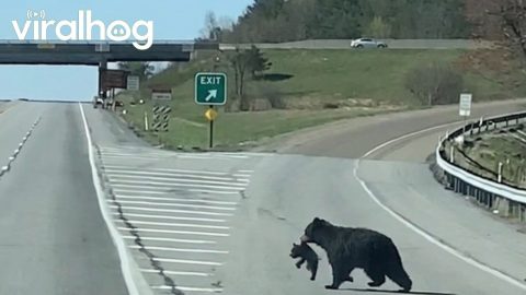 McAdoo Black Bear Crosses Road With Four Cubs || ViralHog