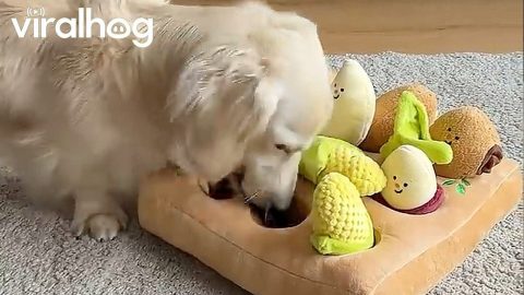 Dachshund Has No Patience for Mental Enrichment Puzzle || ViralHog