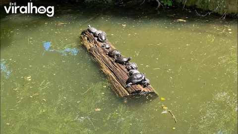 Turtle Throws Off Log Balance || ViralHog