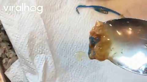 Blue Plastic Found in Peanut Butter || ViralHog