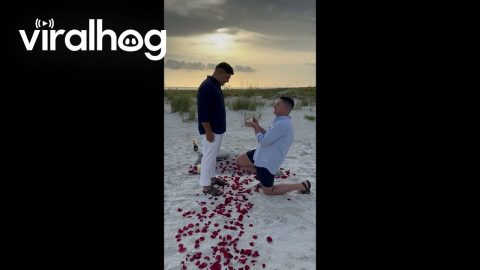 Surprise Double Proposal || ViralHog