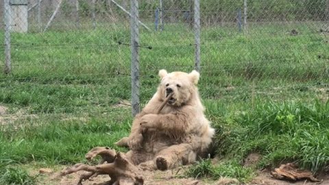 Rescued Himalayan Bear Playing With a Stick || ViralHog
