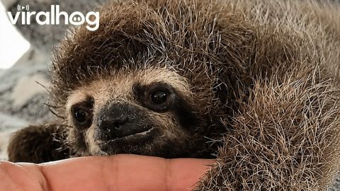 Adorable 4-Day-Old Baby Sloth || ViralHog
