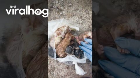 Seven Kittens Rescued From Dumpster || ViralHog