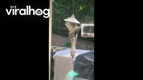 Squirrel Just Hanging Around || ViralHog