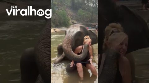 Elephant Smooches and Hugs || ViralHog
