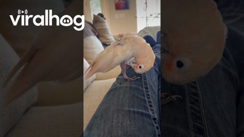 Cockatoo Realizes She Has Feet || ViralHog