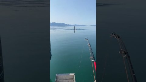 Orca Approaches Fishing Boat || ViralHog