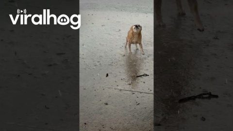 Florida Rain Doesn't Bother Senior Pup || ViralHog