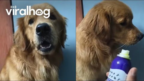 Dramatic Golden Feels Deeply Betrayed by His Eye Medicine Spray || ViralHog