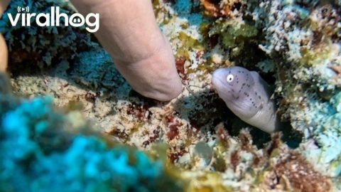 Diver Finds the Cutest Baby Moray Eel || ViralHog