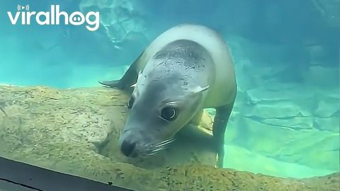 Ocean-Obsessed Toddler Makes a Friend at the Aquarium || ViralHog