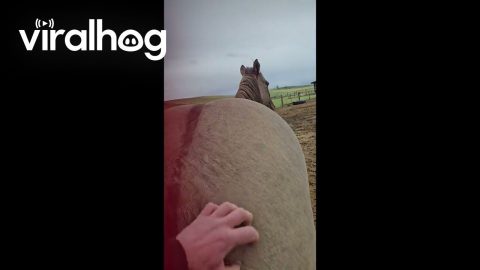 Horse Demands Butt Scratches || ViralHog
