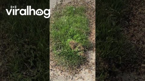 Grass Starts Growing On Spilled Bird Seed || ViralHog