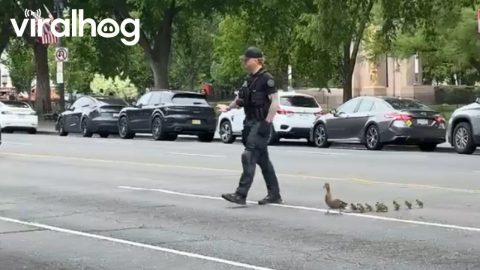 DC Police Officer Helps Duck Family Cross the Road || ViralHog