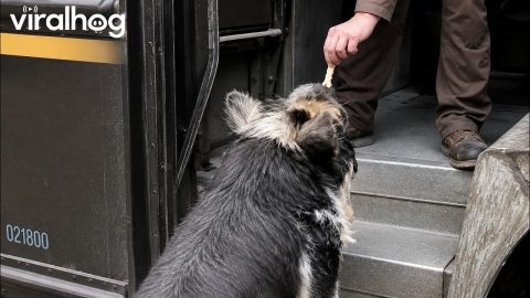 Pig Shares Bond With Delivery Driver || ViralHog