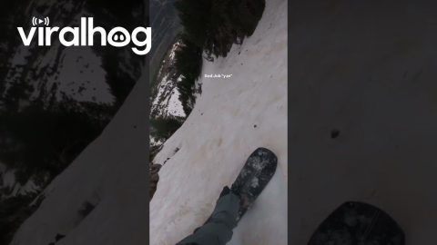 Spring Snowboarding With My Dog || ViralHog