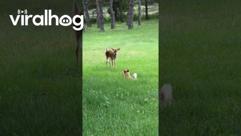 Puppy Plays With Baby Deer || ViralHog
