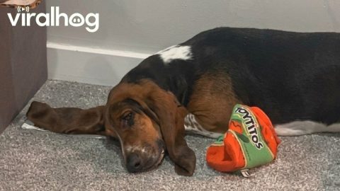 Basset Hounds Airs Out Ears On Vent || ViralHog