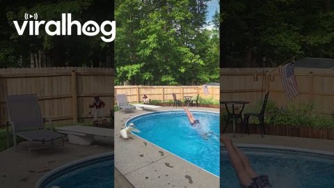 Dad and Duck Take a Dip || ViralHog