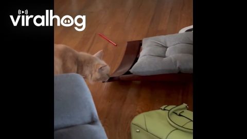Nosy Cat Finds Out the Hard Way || ViralHog