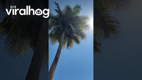 Coconut Fell and Broke My Windshield || ViralHog