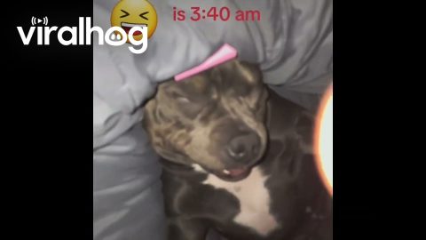 Pitbull's Snoring Keeps Owner Awake || ViralHog