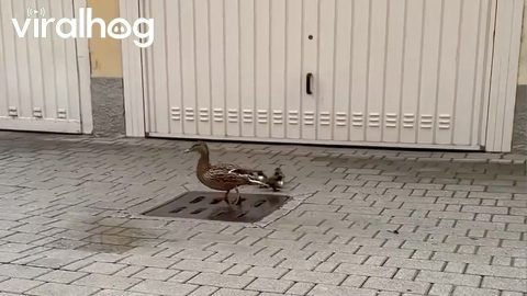 Man Rescues Ducklings That Fell Through Grate || ViralHog