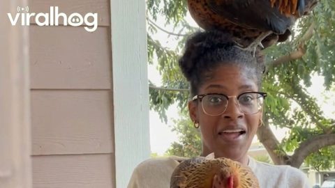 Rooster and Chicken Get a Little Too Friendly || ViralHog