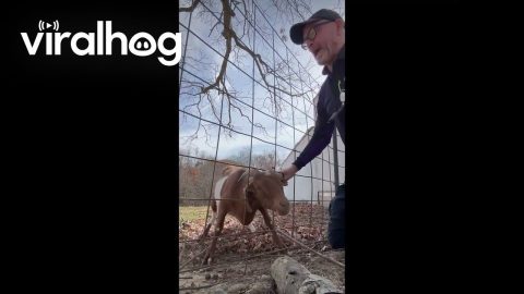 Delivery Driver Helps Goat Get Unstuck From Fence || ViralHog