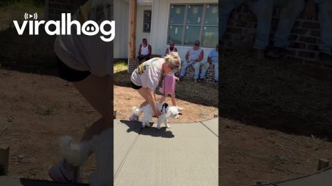 Old Dog's Paw Prints Given Forever Spot At Home || ViralHog