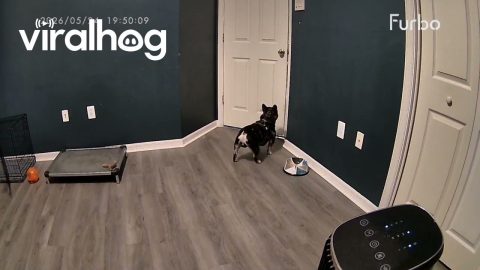 French Bulldog Offended By Closed Door Slams Into It || ViralHog
