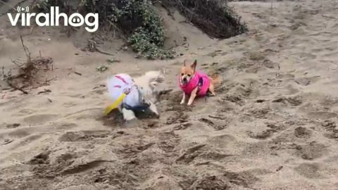 Clumsy Pupper Does a Flip || ViralHog